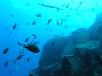 The circus of fishes. El Hierro, Canary Islands, Spain. I... by Ramón Núñez Orjales 